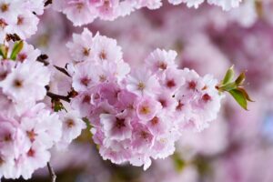 cherry blossoms, japanese cherry, tree blossoms, flower background, pink, beautiful flowers, flower, nature, plant, flower wallpaper, blossom, bloom, tree, branch, bloom, full bloom, flowering trees, spring
